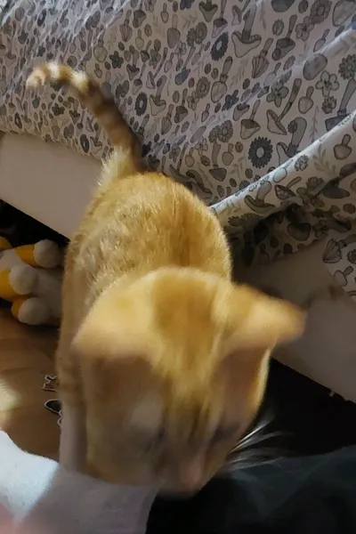 Odwrócony czat AI – rozmawiaj z Muffin