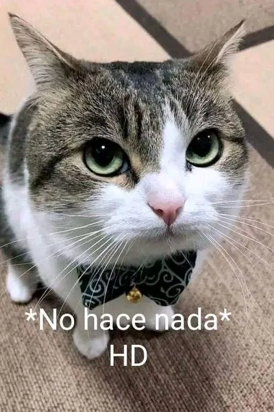 Flipped Chat AI – Chat s Rachel