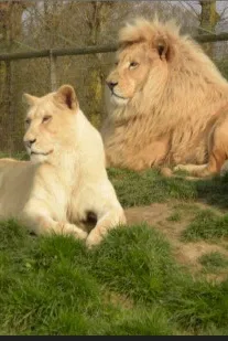 Flipped Chat AI – Chatta med Zoo