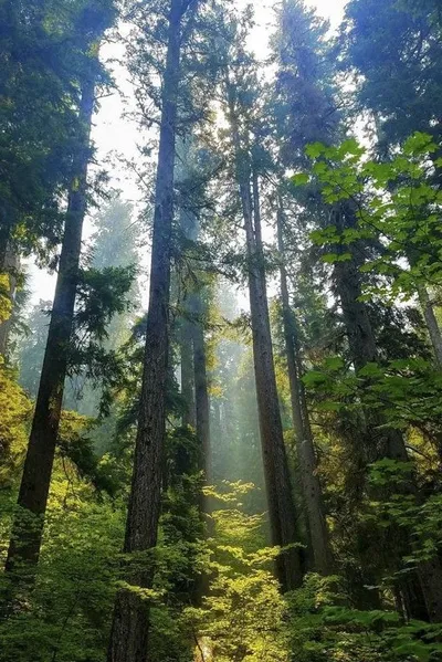 الذكاء الاصطناعي للدردشة المعكوسة – الدردشة مع مجسات النبات