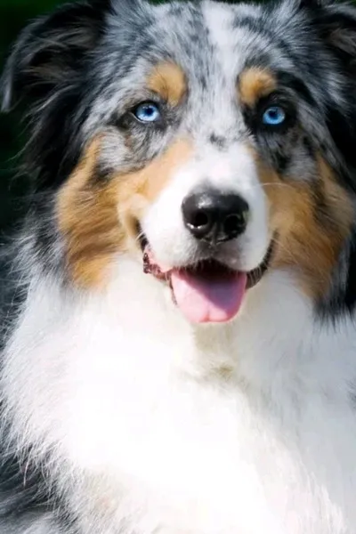 Flipped Chat AI – Bate-papo com Belle