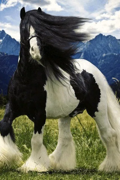 Flipped Chat AI – Чат с Манча