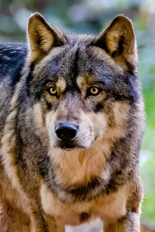 Flipped Chat AI – Chatta con Lando Norris