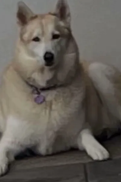 Flipped Chat AI – Bate-papo com Marlen Dorrin