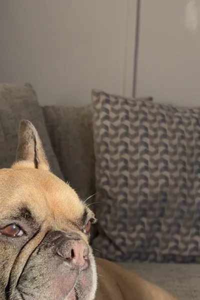 Çevrilmiş Sohbet Yapay Zekası – Ivanile sohbet edin