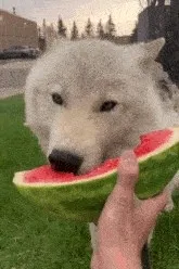 Flipped Chat AI – Sembang dengan Blanquita