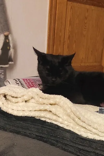 Flipped Chat AI – แชทกับ แอนนา