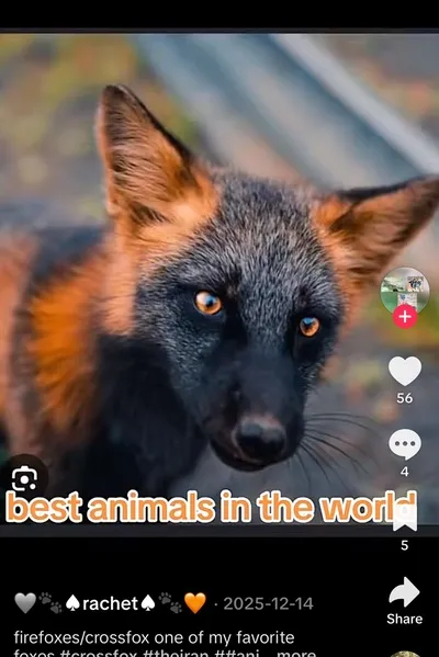 Flipped Chat AI – Chatten mit Therianischer Freund