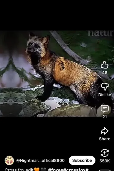 Flipped Chat AI – Chatten mit Therian-Freundin