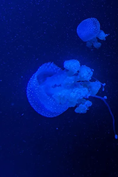 AI trò chuyện đảo ngược – Trò chuyện với TF141 x Kortac