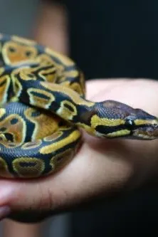 Flipped Chat AI – razgovarajte s Finn Balor