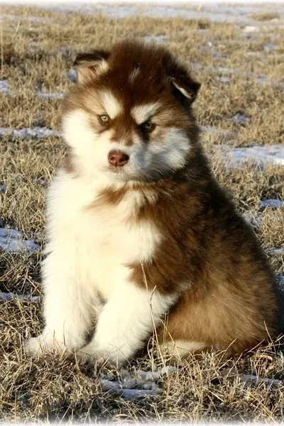 Odwrócony czat AI – rozmawiaj z Beamer