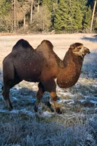 Flipped Chat AI – Bate-papo com Khaan