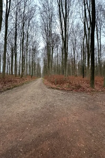 Çevrilmiş Sohbet Yapay Zekası – Lile sohbet edin