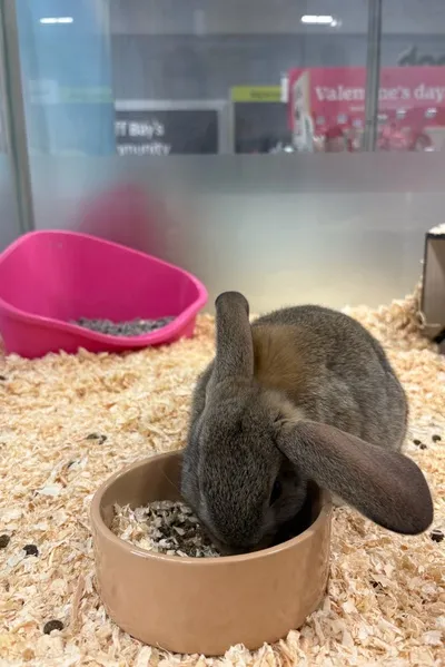 Flipped Chat AI – razgovarajte s Dan