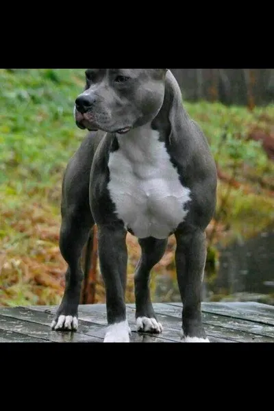 AI trò chuyện đảo ngược – Trò chuyện với Lucas