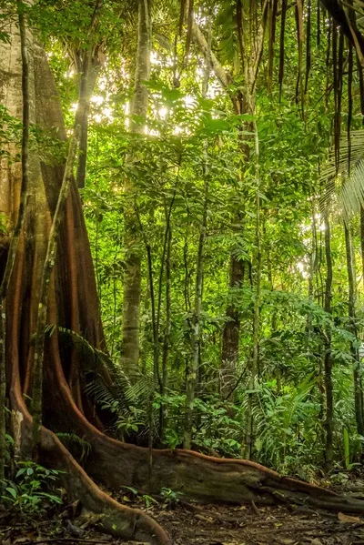 Flipped Chat AI – Chatear con Supervivencia en la selva