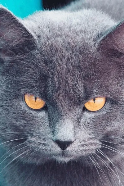 Flipped Chat AI – Chatta con Lando Norris