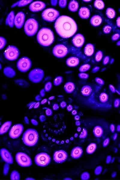 Flipped Chat AI – Bate-papo com Tentáculos