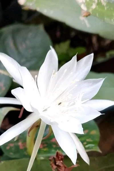 Flipped Chat AI – Chatta con Io