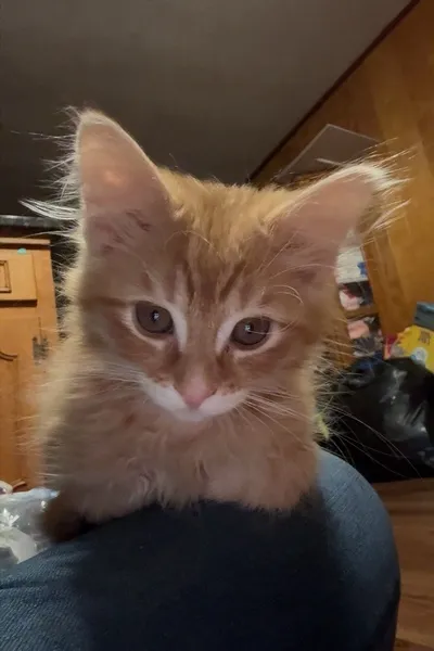 Flipped Chat AI – Chat s Označte svého manžela