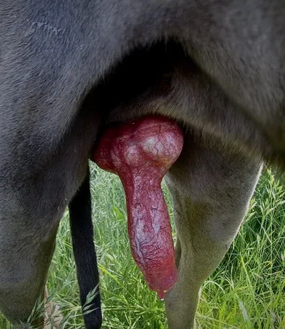 Omgedraaide chat AI – Chat met Keizer