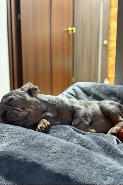 Flipped Chat AI – แชทกับ วิลล์