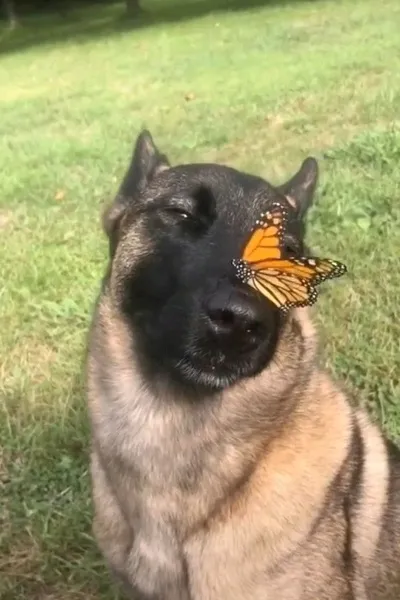 Flipped Chat AI – Chatear con Perro