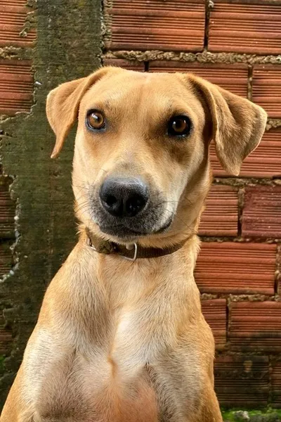 Flipped Chat AI – Chatta con Cane