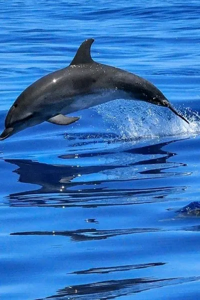 Flipped Chat AI – Csevegés hím delfinek