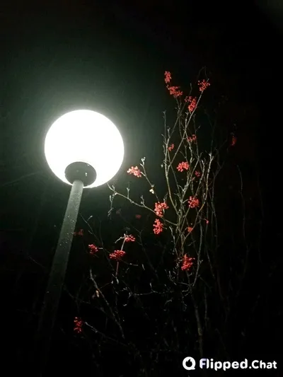 Flipped Chat AI – 알렉스 듀란와 채팅