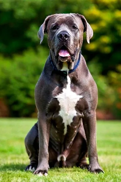 FlippedチャットAI – ティルとチャット