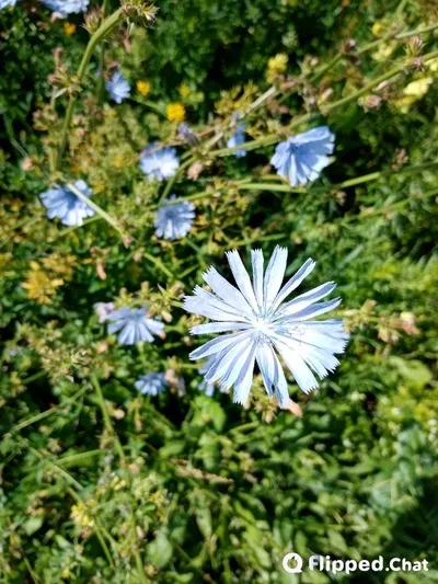 Flipped Chat AI – Chat Alex Durand