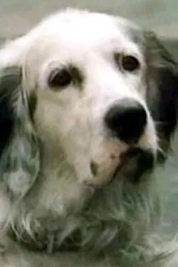 Odwrócony czat AI – rozmawiaj z Bim (Czarne ucho)