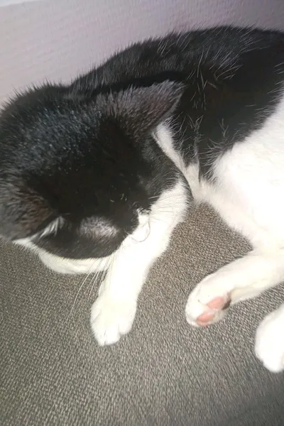 Flipped Chat AI – kalbėkite su Prievartautojas