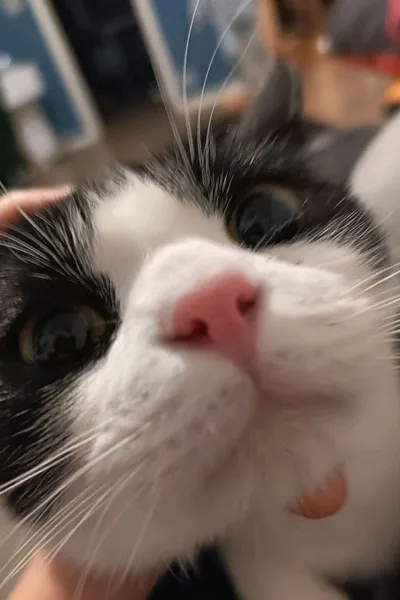 الذكاء الاصطناعي للدردشة المعكوسة – الدردشة مع مامان