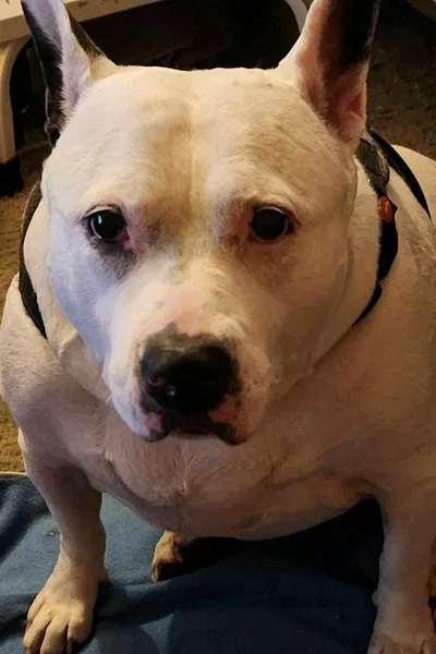 Flipped Chat AI – Chatear con Michelle