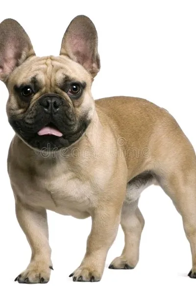 Flipped Chat AI – Chatear con Douglas