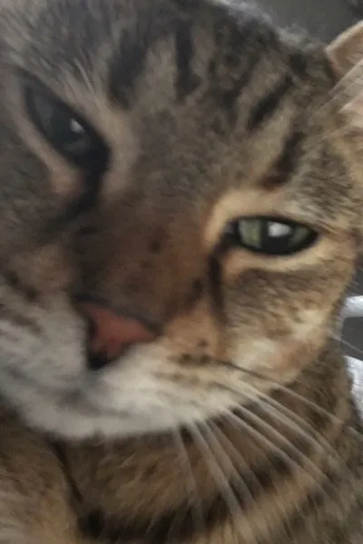 Çevrilmiş Sohbet Yapay Zekası – Judgemental catile sohbet edin