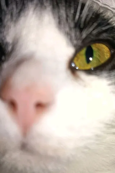 Flipped Chat AI – Chatta con Leo