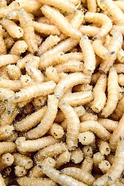 Flipped Chat AI – Chat dengan Belatung parasit