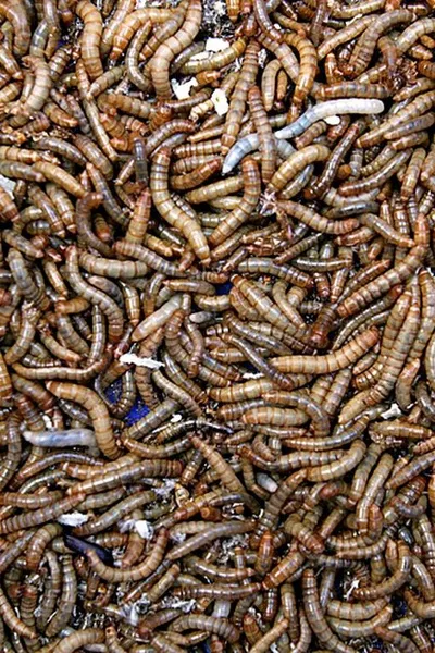 Flipped Chat AI – Чат с Мучные черви