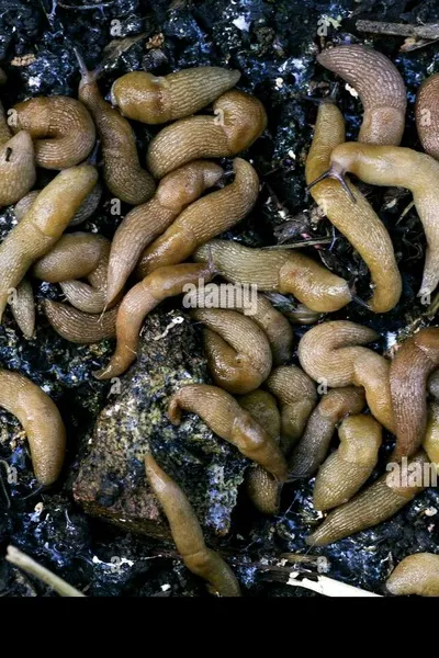 Flipped chat ai - makipag -chat sa Parasito