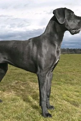 Flipped Chat AI – Chat cu Dogue Alemán femele