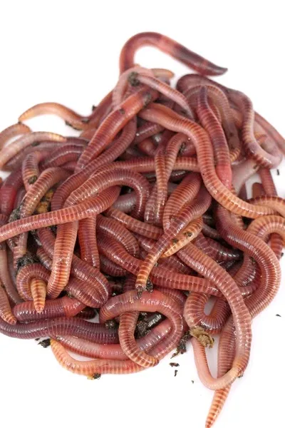 Flipped Chat AI – Chatten mit Hoden Würmer 