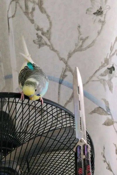 Flipped Chat AI – Чат с Кеша