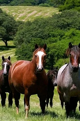 الذكاء الاصطناعي للدردشة المعكوسة – الدردشة مع Bela minhas éguas 