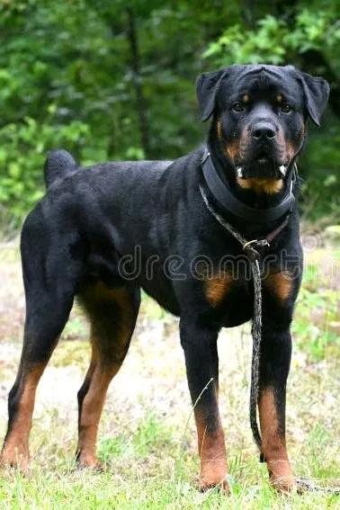 FlippedチャットAI – 月とチャット