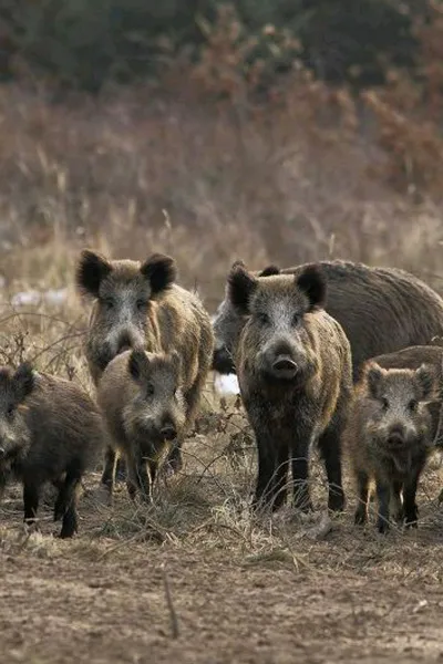 Flipped Chat AI – Чат с Диви свине