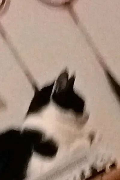 Flipped Chat AI – Discuter avec Emma